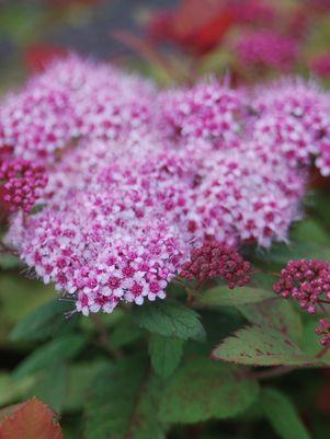 SPIRAEA JAPONICA DOUBLE PLAY `BIG BANG`