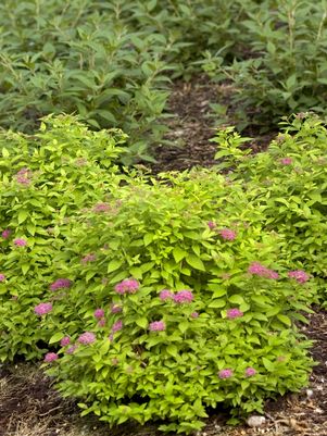 SPIRAEA JAPONICA DOUBLE PLAY `GOLD`