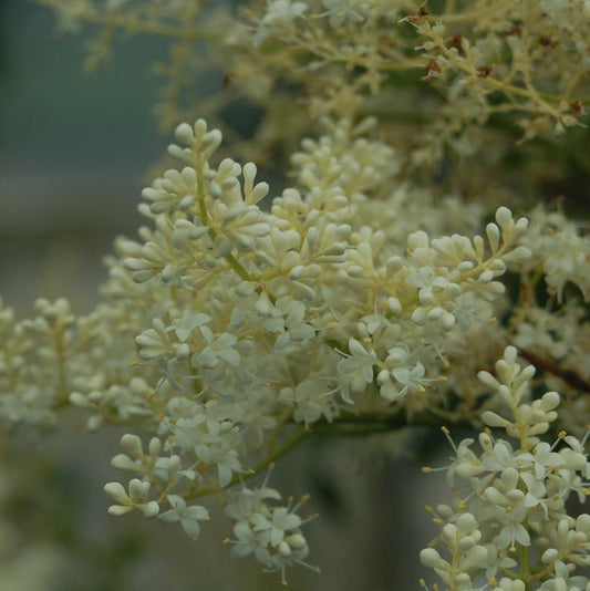 SYRINGA RETICULATA `SNOWDANCE`