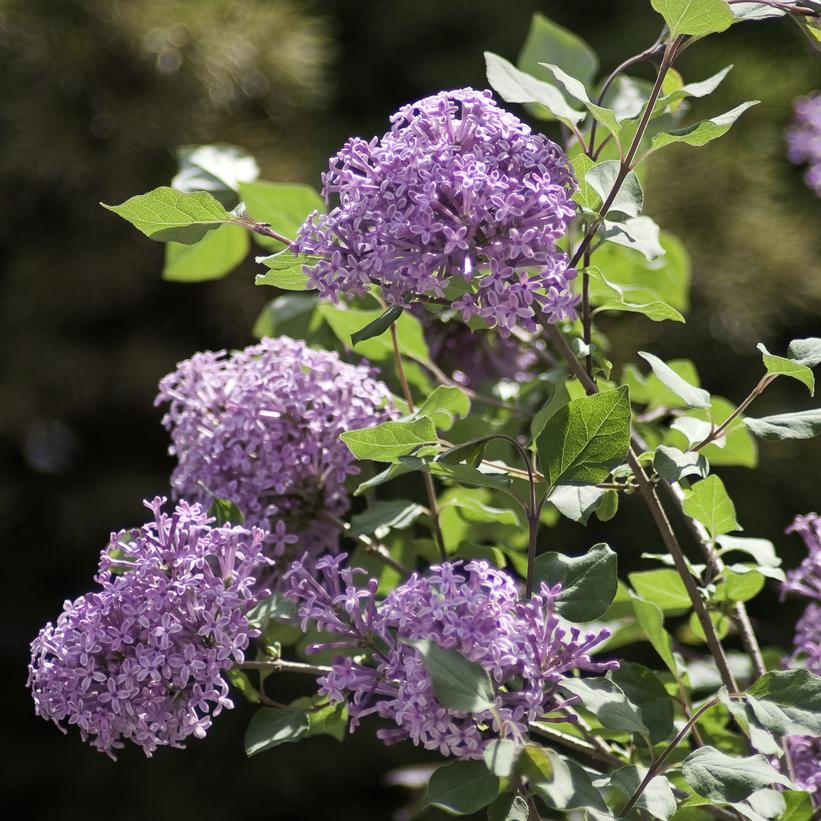 SYRINGA X BLOOMERANG `PURPLE`