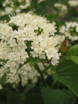 VIBURNUM DENTATUM `BLUE MUFFIN`