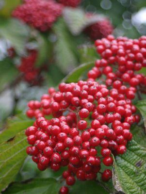 VIBURNUM DILATATUM `CARDINAL CANDY`