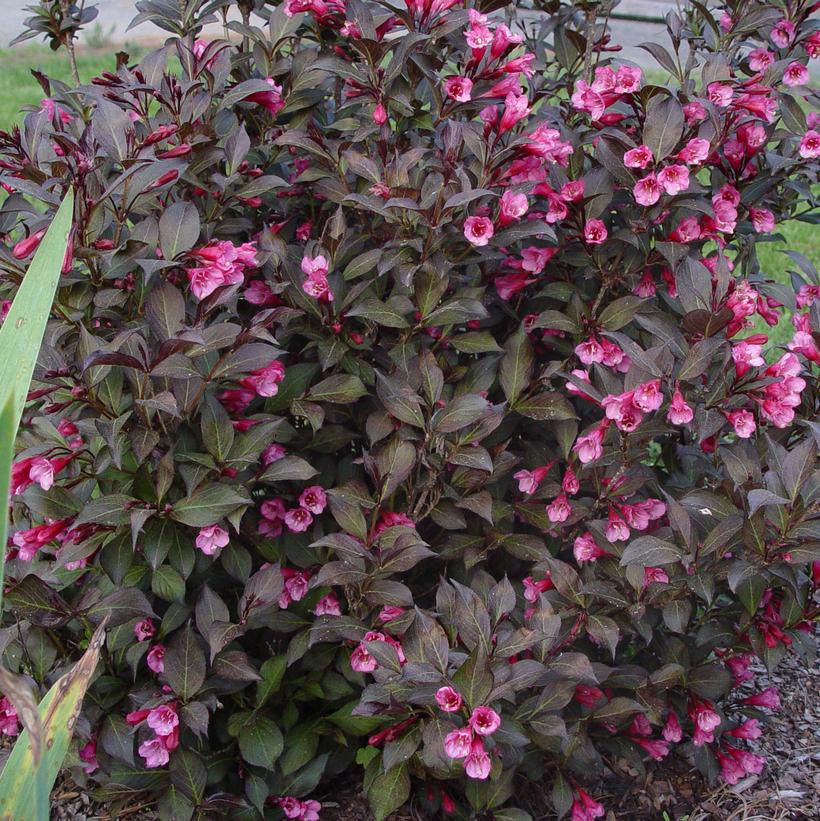 WEIGELA `WINE & ROSES`