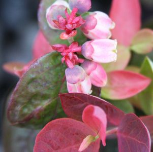 VACCINIUM X `PEACH SORBET`