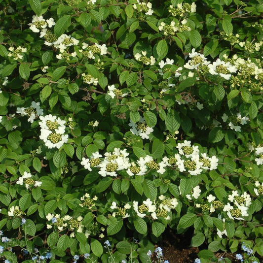 VIBURNUM P. T. `SUMMER SNOWFLAKE`