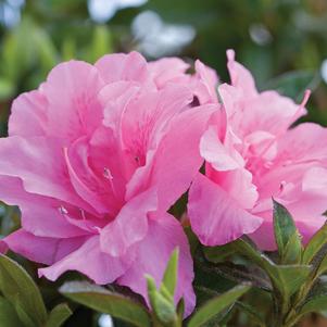 AZALEA ENCORE `AUTUMN CARNATION`