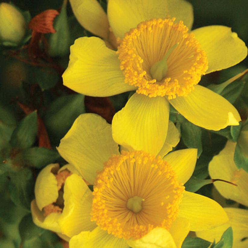 HYPERICUM X `SUNNY BOULEVARD`