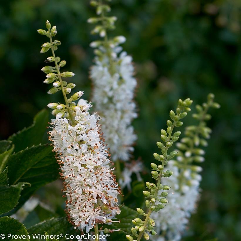 CLETHRA ALNIFOLIA `VANILLA SPICE`