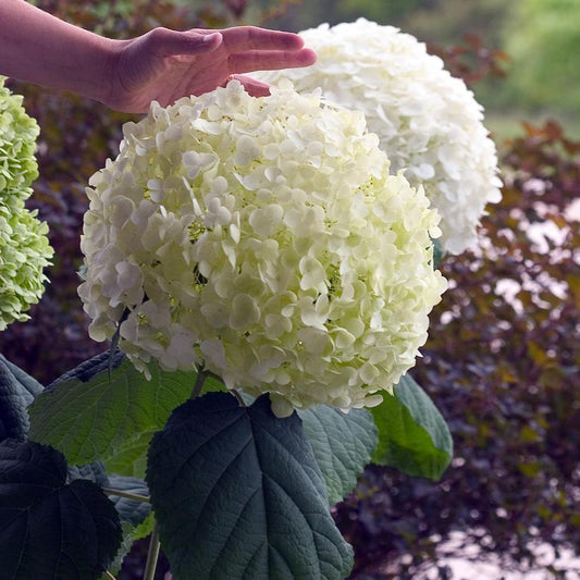 HYDRANGEA ARB. `INCREDIBALL`