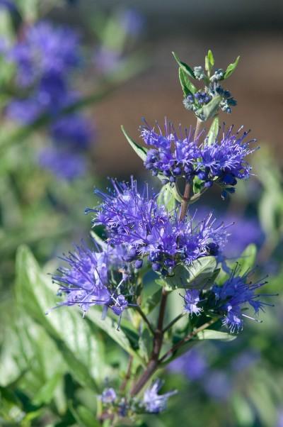 CARYOPTERIS X CLAND. `SAPPHIRE SURF`