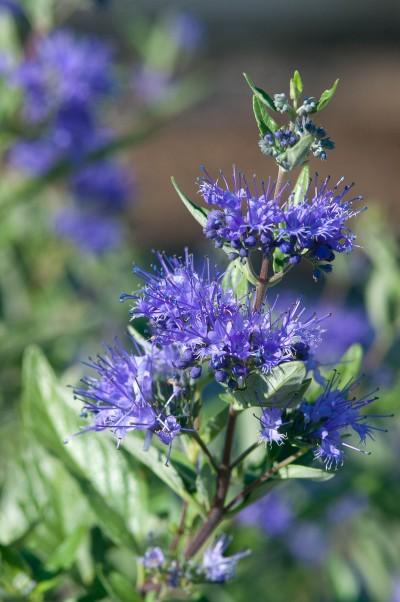 CARYOPTERIS X CLAND. `SAPPHIRE SURF`