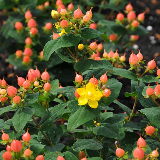 HYPERICUM INODORUM `PUMPKIN`