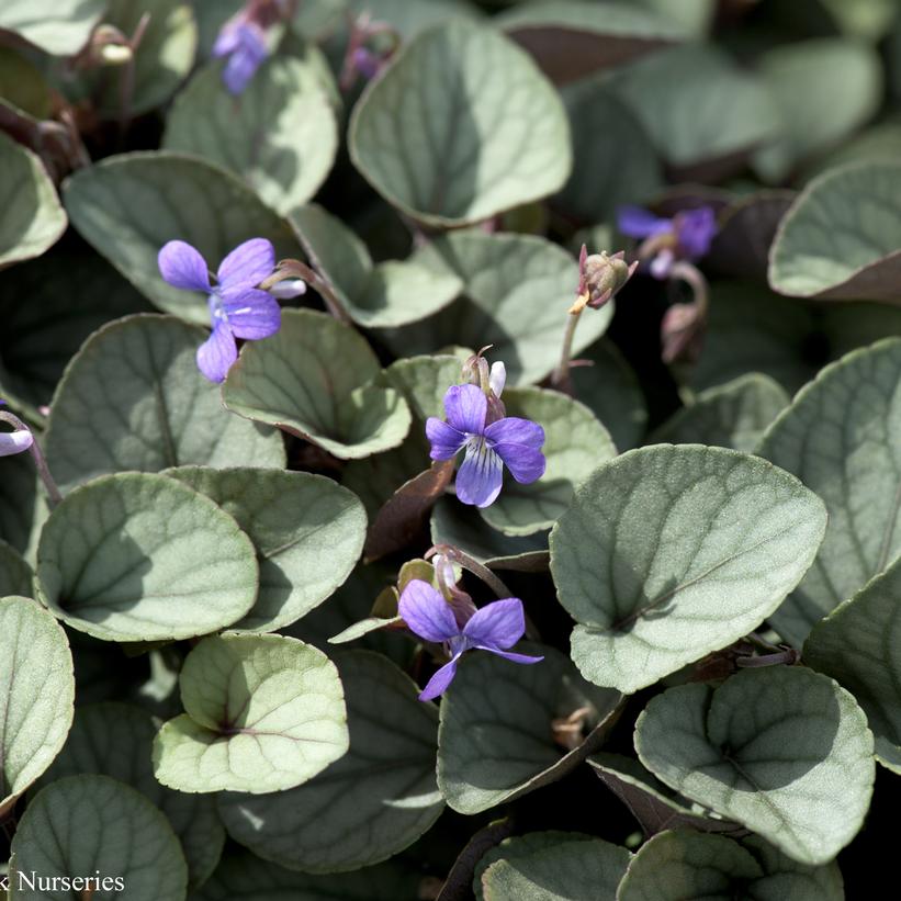 VIOLA WALTERI `SILVER GEM`