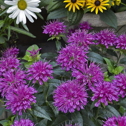 MONARDA `PARDON MY PURPLE`