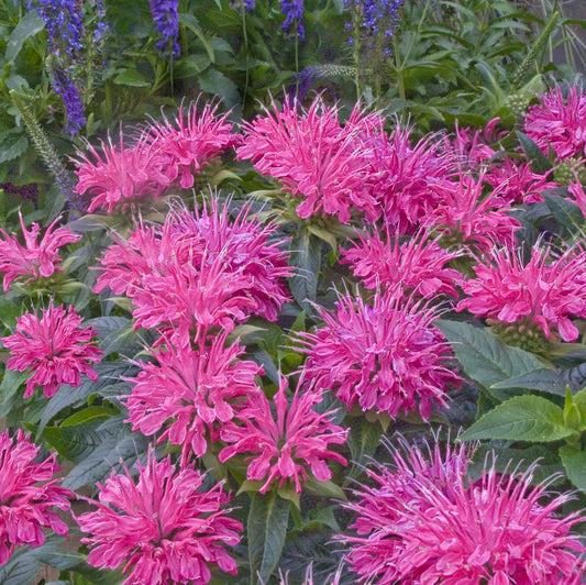 MONARDA `PARDON MY PINK`