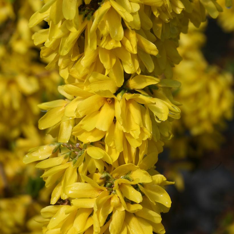 FORSYTHIA X `SHOW OFF STARLET`