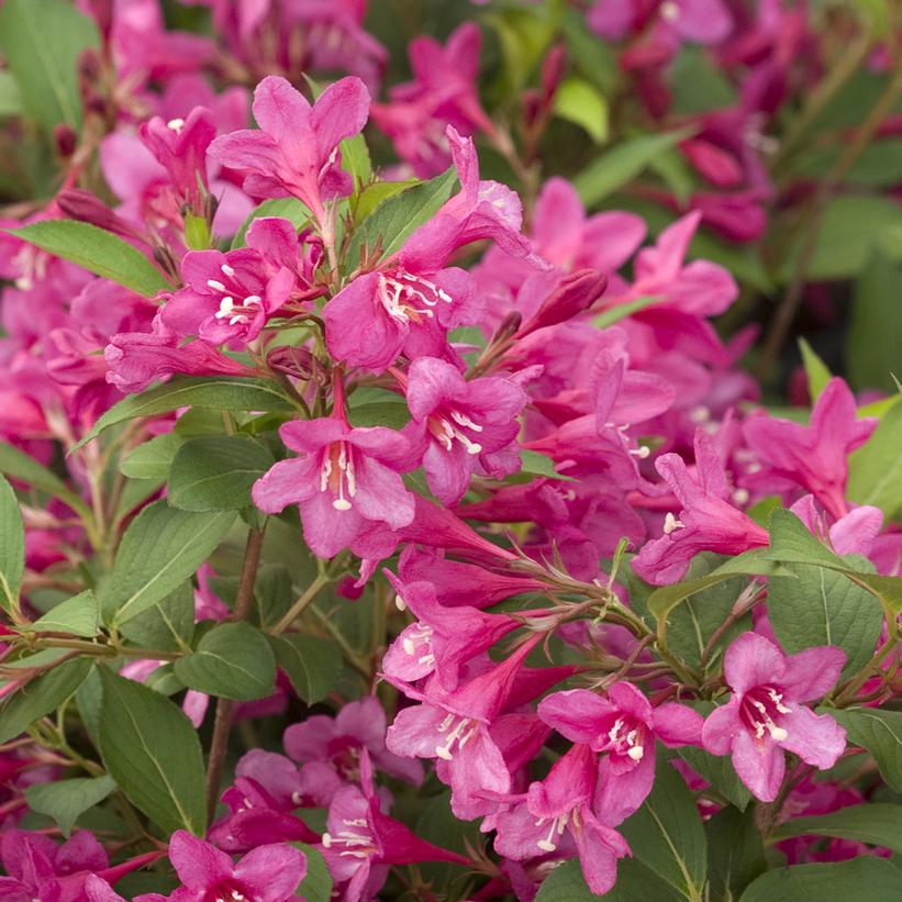 WEIGELA `SONIC BLOOM PINK`