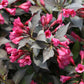 WEIGELA `SPILLED WINE`