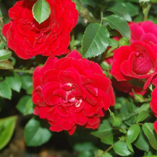 ROSA EE `PAINT THE TOWN`