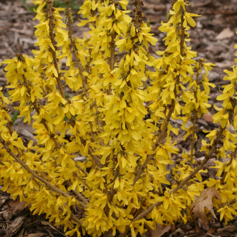 FORSYTHIA `SHOW OFF SUGAR BABY`