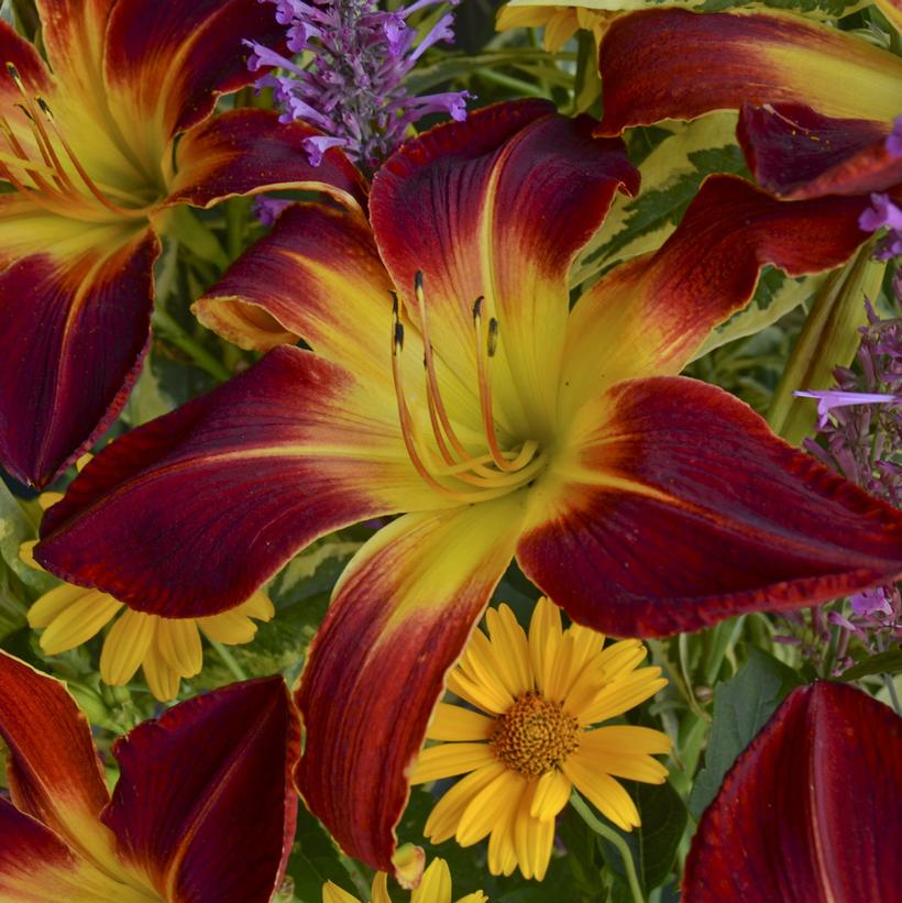 HEMEROCALLIS RAINBOW RHYTHM `RUBY SPIDER`