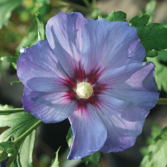 HIBISCUS SYR. `AZURRI BLUE SATIN` - TREE