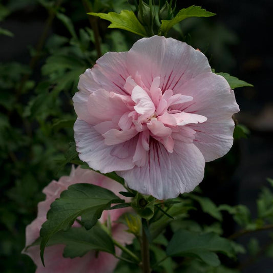 HIBISCUS SYR. `PINK CHIFFON`