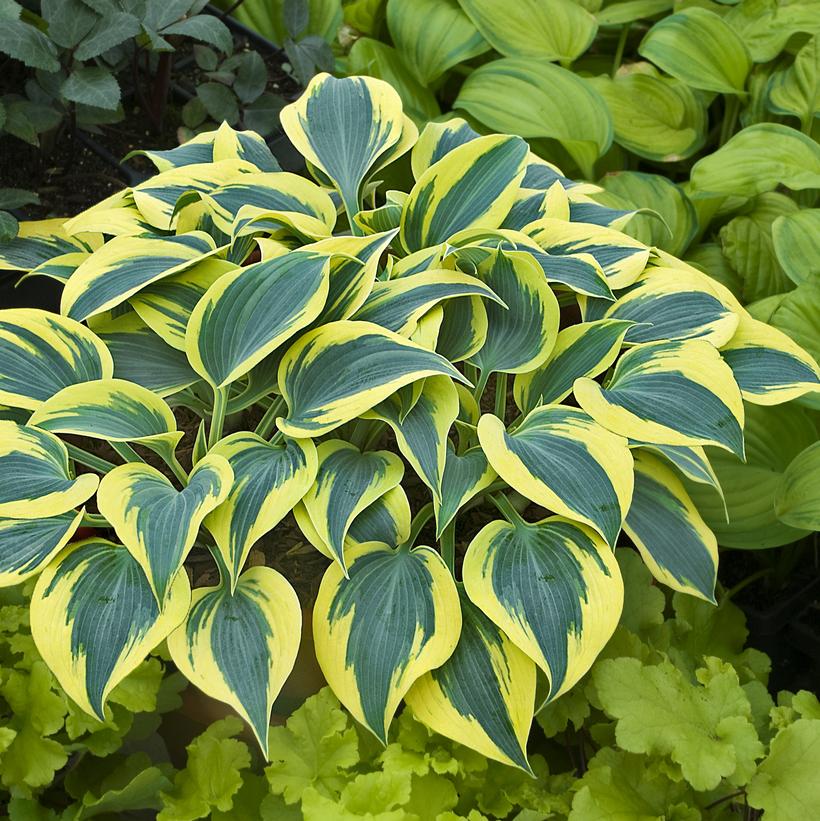 HOSTA SHADOWLAND `AUTUMN FROST`