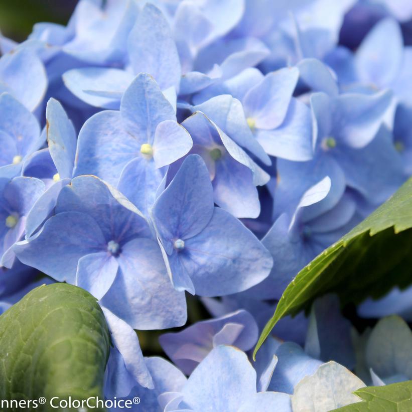 HYDRANGEA M L.D. `RHYTHMIC BLUE`