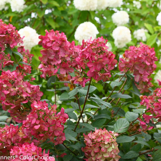 HYDRANGEA PAN. `FIRE LIGHT`