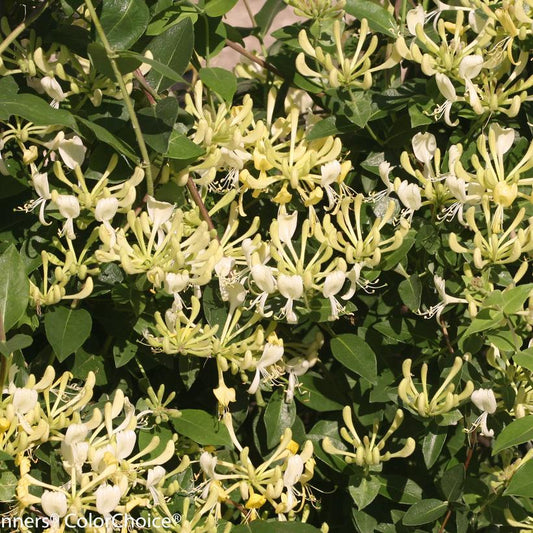 LONICERA PERIC. `SCENTSATION`