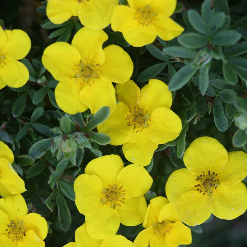 POTENTILLA FRUTICOSA HAPPY FACE (YELLOW)