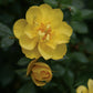 ROSA `OSO EASY LEMON ZEST`