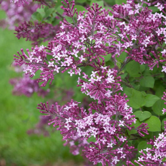 SYRINGA X BLOOMERANG `DARK PURPLE`