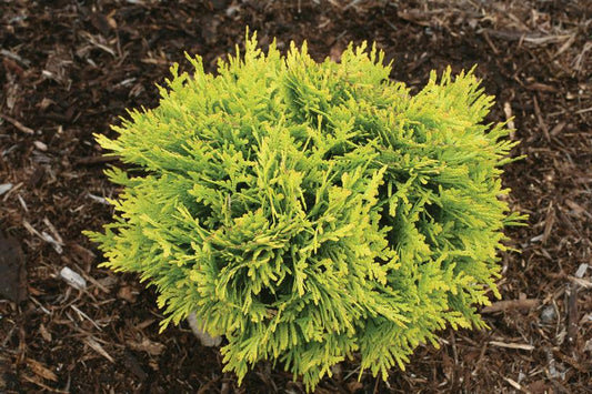 THUJA OCCIDENTALIS `ANNA`S MAGIC BALL`