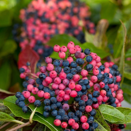 VIBURNUM NUDUM `BRANDYWINE`