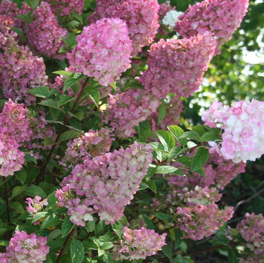 HYDRANGEA PAN. `STRAWBERRY SUNDAE`