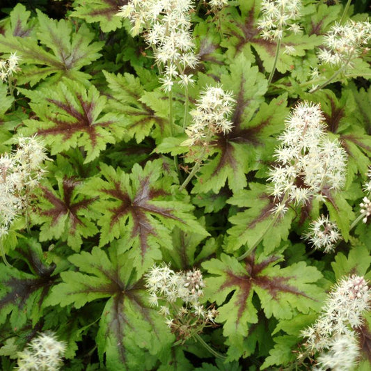 TIARELLA `SUGAR AND SPICE`