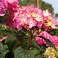 HYDRANGEA M `E.S.BLOOMSTRUCK`