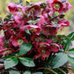 HELLEBORUS X FROSTKISS `ANNA`S RED`