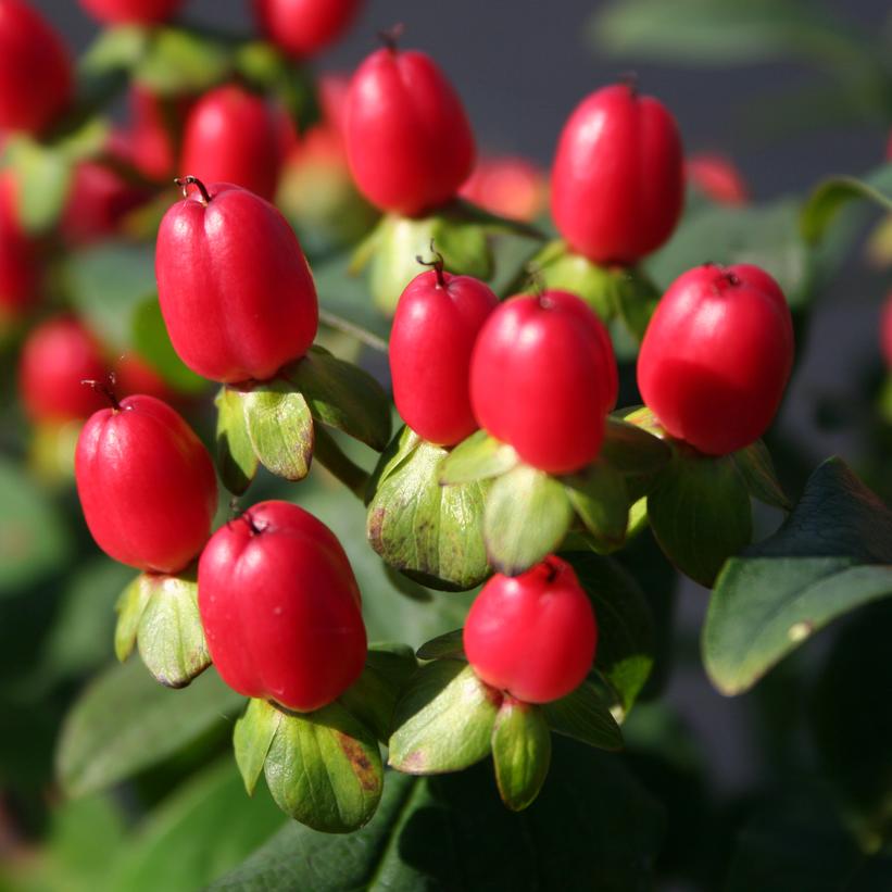 HYPERICUM INODORUM MAGICAL `RED FAME`