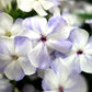 PHLOX `VOLCANO LILAC SPLASH`