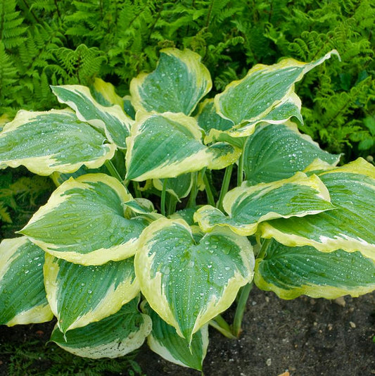 HOSTA SHADOWLAND `SEDUCER`