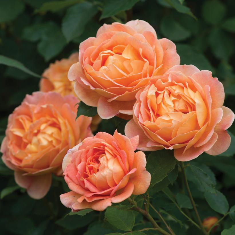 ROSA `LADY OF SHALLOT`