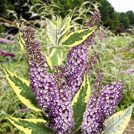 BUDDLEIA `SUMMER SKIES`