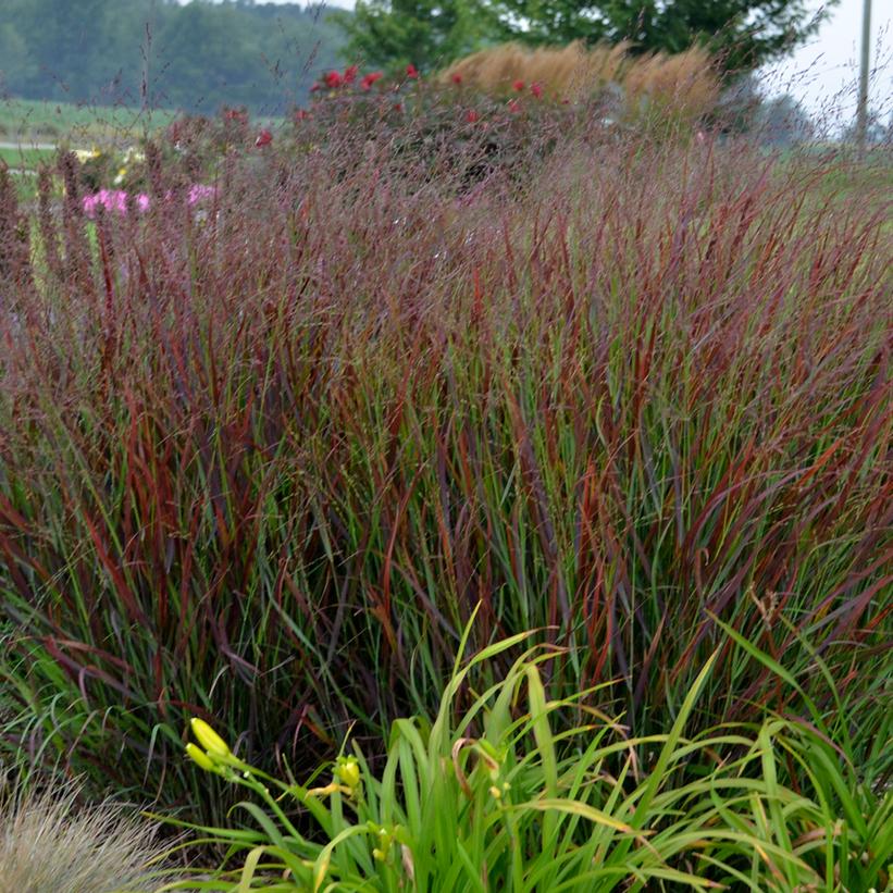 PANICUM PRAIRIE WINDS `CHEYENNE SKY`