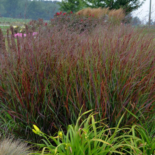 PANICUM PRAIRIE WINDS `CHEYENNE SKY`