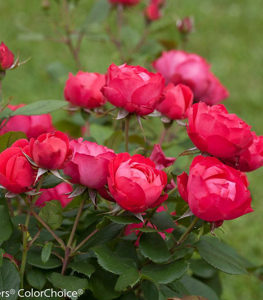 ROSA `OSO EASY DOUBLE RED`