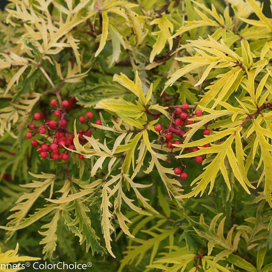 SAMBUCUS RACEMOSA `LEMONY LACE`