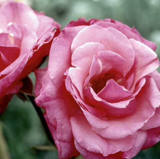 ROSA EE `GRANDMAS BLESSING`